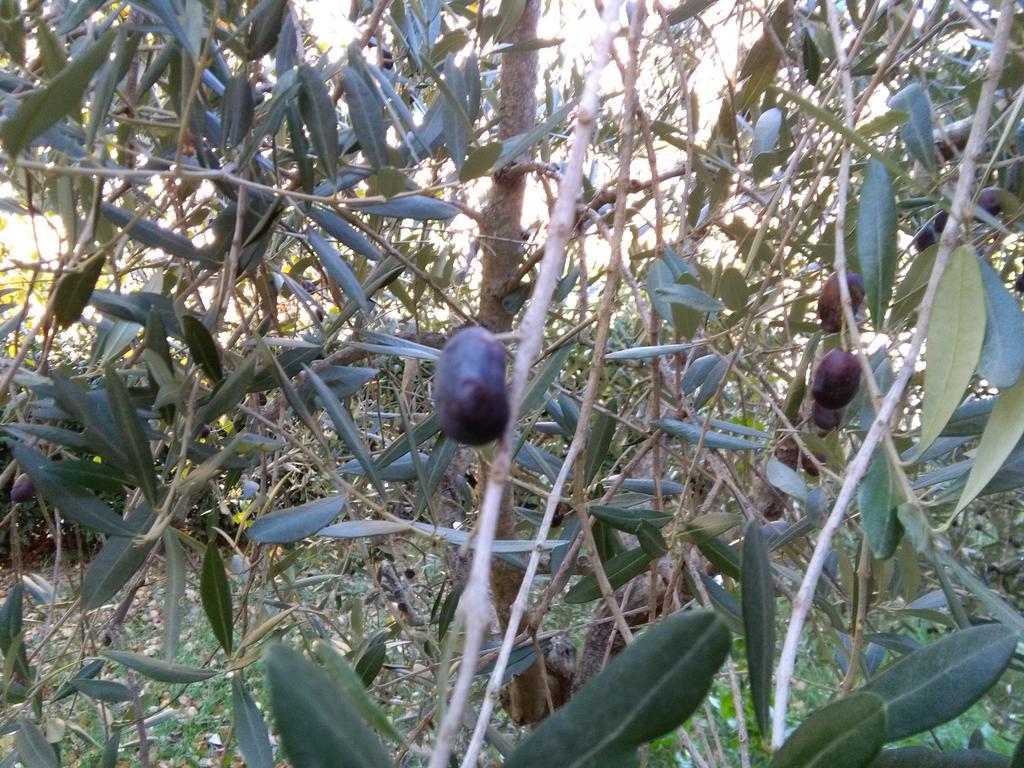 Il Gelsomino Del Perugino Βίλα Città della Pieve Εξωτερικό φωτογραφία